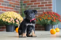 Matthias, a male German Shepherd Dog for sale in Millersburg, OH – 7 of 9