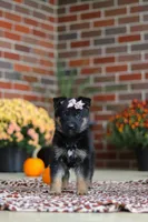 Molly, a female German Shepherd Dog for sale in Millersburg, OH – 2 of 10