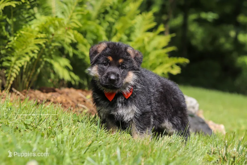 Buddy – German Shepherd Dog puppy for sale in Millersburg, OH