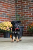Matthias, a male German Shepherd Dog for sale in Millersburg, OH – 2 of 9