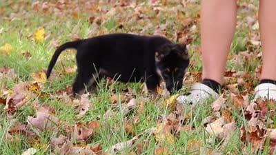 Rocket, a male German Shepherd Dog for sale in Millersburg, OH – 4 of 7