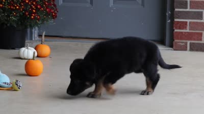 Matthias, a male German Shepherd Dog for sale in Millersburg, OH – 9 of 9
