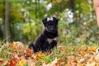 Rhonda, a female German Shepherd Dog for sale in Millersburg, OH – 2 of 8