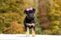 Renae, a female German Shepherd Dog for sale in Millersburg, OH – 5 of 10
