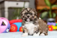 Carlson, a male Shih Tzu for sale in Millersburg, OH – Photo 9 of 10