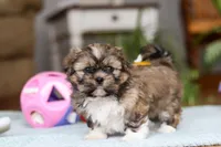 Carlson, a male Shih Tzu for sale in Millersburg, OH – Photo 2 of 10