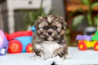 Carlson, a male Shih Tzu for sale in Millersburg, OH – Photo 7 of 10