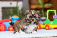 Carlson, a male Shih Tzu for sale in Millersburg, OH – Photo 4 of 10