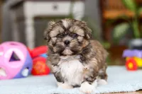 Carlson, a male Shih Tzu for sale in Millersburg, OH – Photo 10 of 10
