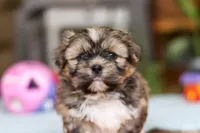 Carlson, a male Shih Tzu for sale in Millersburg, OH – Photo 1 of 10