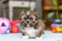 Carlson, a male Shih Tzu for sale in Millersburg, OH – Photo 8 of 10