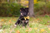 Ryan, a male German Shepherd Dog for sale in Millersburg, OH – 2 of 7