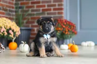Miles, a male German Shepherd Dog for sale in Millersburg, OH – 3 of 9
