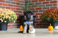 Mason, a male German Shepherd Dog for sale in Millersburg, OH – 6 of 10