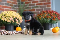 Majestic, a male German Shepherd Dog for sale in Millersburg, OH – 2 of 7