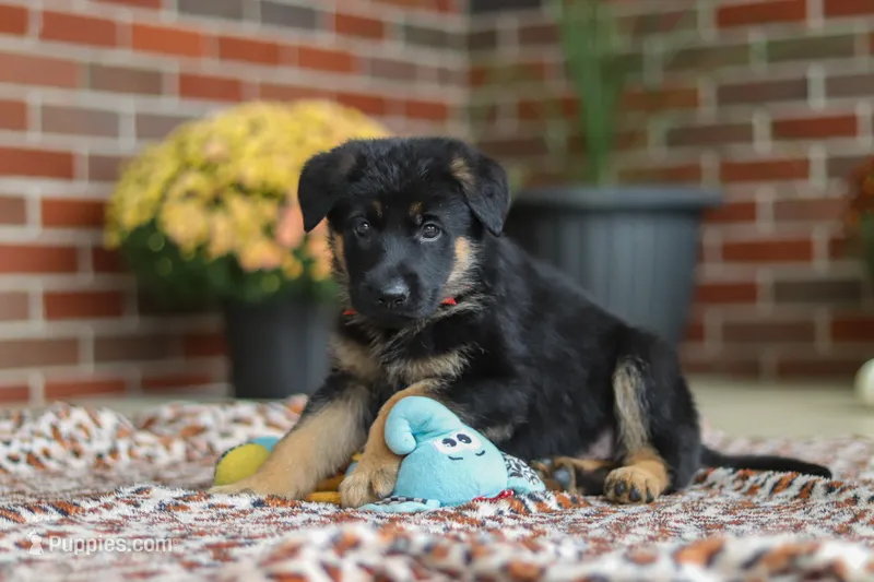 Maverick – German Shepherd Dog puppy for sale in Millersburg, OH