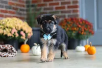 Miles, a male German Shepherd Dog for sale in Millersburg, OH – 1 of 9