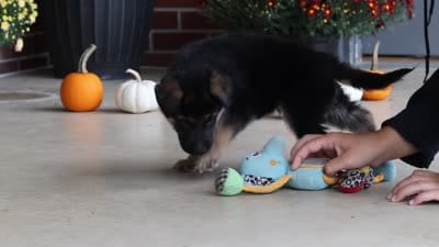 Mason, a male German Shepherd Dog for sale in Millersburg, OH – 10 of 10