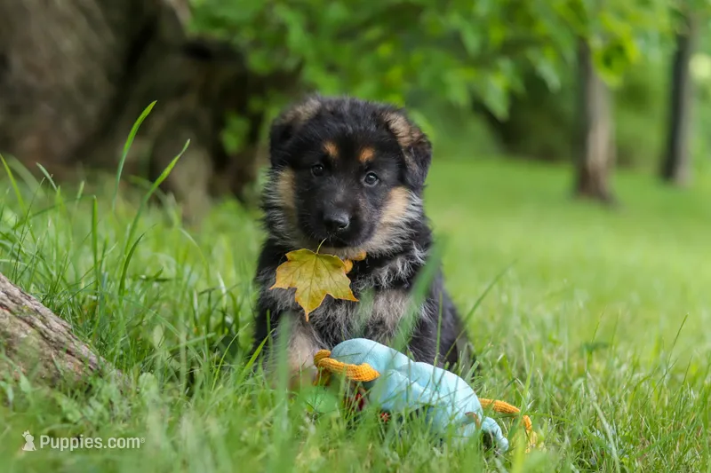 Bruiser – German Shepherd Dog puppy for sale in Millersburg, OH