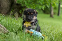 Bruiser, a male German Shepherd Dog for sale in Millersburg, OH – 1 of 8