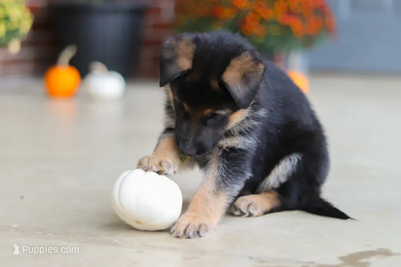 Mason – German Shepherd Dog puppy for sale in Millersburg, OH