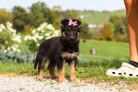 Rachelle, a female German Shepherd Dog for sale in Millersburg, OH – 5 of 7