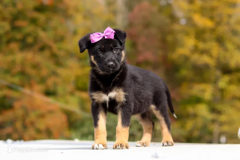 Renae – German Shepherd Dog puppy for sale in Millersburg, OH
