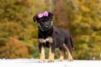 Renae, a female German Shepherd Dog for sale in Millersburg, OH – 1 of 10
