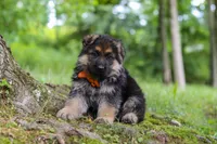 Brian, a male German Shepherd Dog for sale in Millersburg, OH – 4 of 10