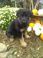 Maverick, a male German Shepherd Dog for sale in Millersburg, OH – 2 of 6