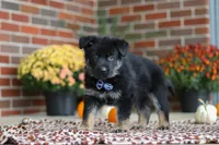 Mikah, a male German Shepherd Dog for sale in Millersburg, OH – 3 of 8