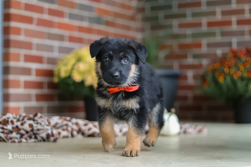 Majestic – German Shepherd Dog puppy for sale in Millersburg, OH