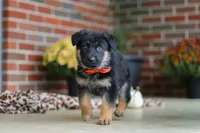 Majestic, a male German Shepherd Dog for sale in Millersburg, OH – 1 of 7