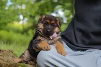 Briella, a female German Shepherd Dog for sale in Millersburg, OH – 5 of 9