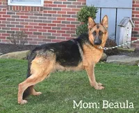 Clifford [AKC], a male German Shepherd Dog for sale in Millersburg, OH – Photo 5 of 5