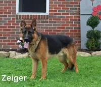 Clifford [AKC], a male German Shepherd Dog for sale in Millersburg, OH – Photo 4 of 5