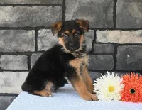 Clifford [AKC], a male German Shepherd Dog for sale in Millersburg, OH – Photo 2 of 5