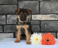 Clifford [AKC], a male German Shepherd Dog for sale in Millersburg, OH – Photo 1 of 5