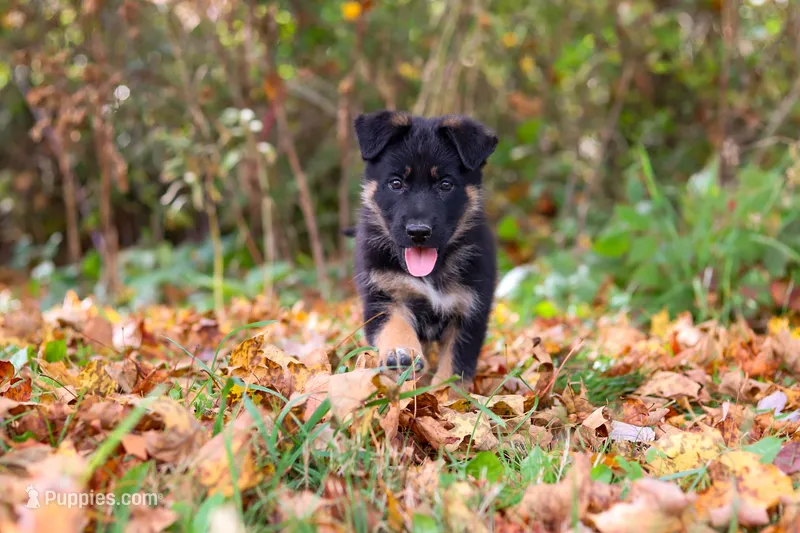 Randy – German Shepherd Dog puppy for sale in Millersburg, OH
