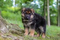 Briella, a female German Shepherd Dog for sale in Millersburg, OH – 2 of 9