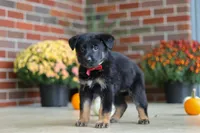 Matthias, a male German Shepherd Dog for sale in Millersburg, OH – 3 of 9