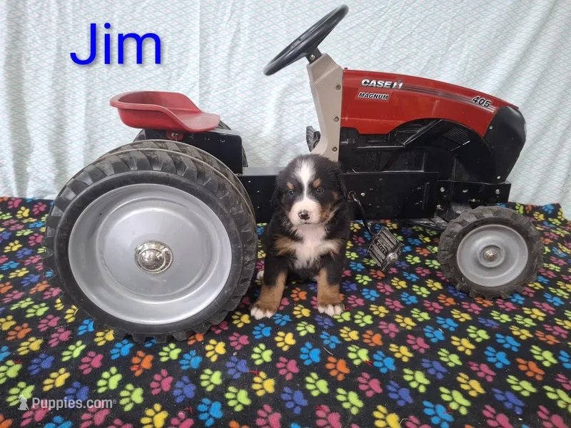 Jim – Bernese Mountain Dog puppy for sale in Memphis, MO