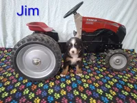 Jim, a male Bernese Mountain Dog for sale in Memphis, MO – 1 of 1