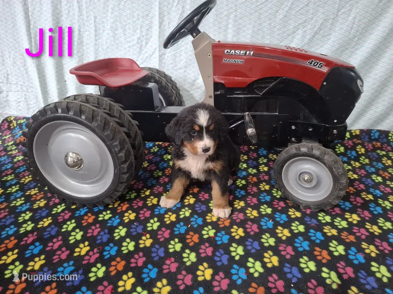 Jill – Bernese Mountain Dog puppy for sale in Memphis, MO