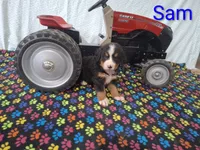 Sam, a male Bernese Mountain Dog for sale in Memphis, MO – 2 of 2