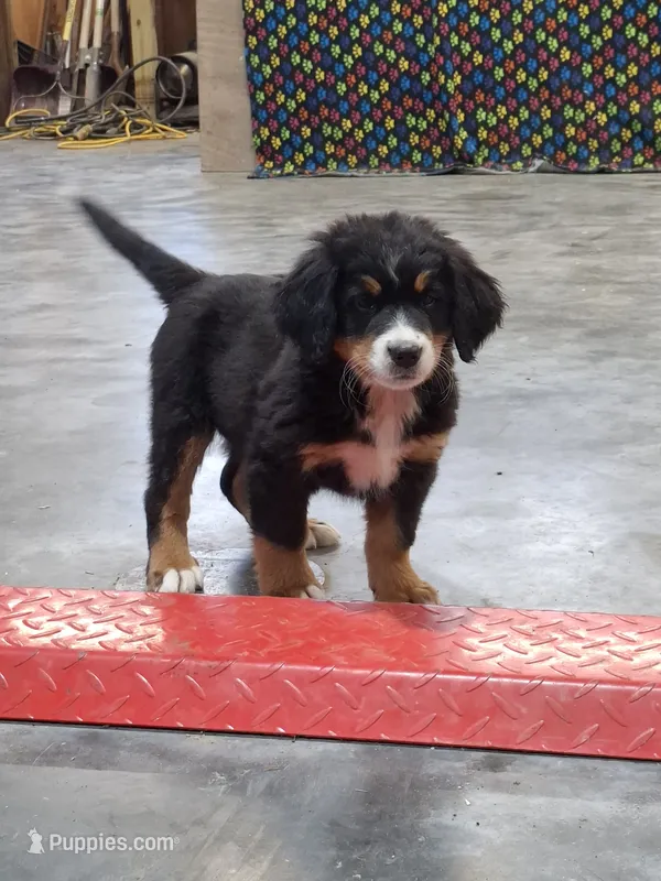 Sue – Bernese Mountain Dog puppy for sale in Memphis, MO