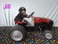 Jill, a female Bernese Mountain Dog for sale in Memphis, MO – 2 of 2