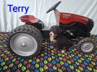 Terry, a male Bernese Mountain Dog for sale in Memphis, MO – 2 of 2