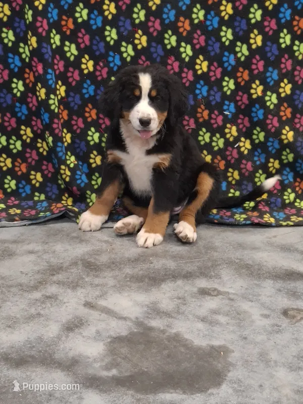 Jane – Bernese Mountain Dog puppy for sale in Memphis, MO