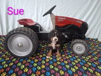 Sue, a female Bernese Mountain Dog for sale in Memphis, MO – 2 of 2